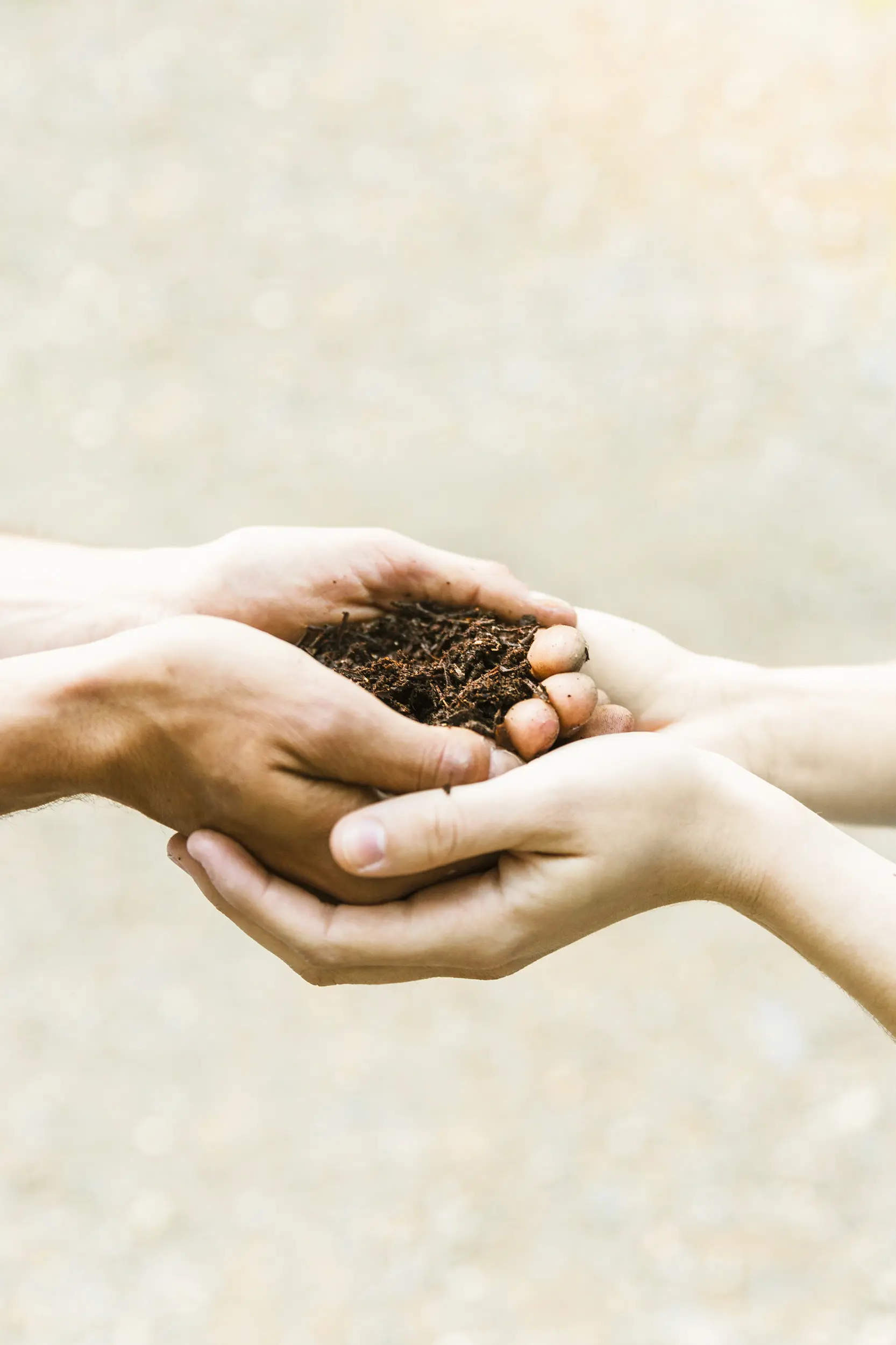 veraarden-vruchtbare-humus-handen Twee handen die een hoop donkere, voedzame aarde vasthouden, representatief voor de transformatie van het lichaam tot humus na het veraarden.