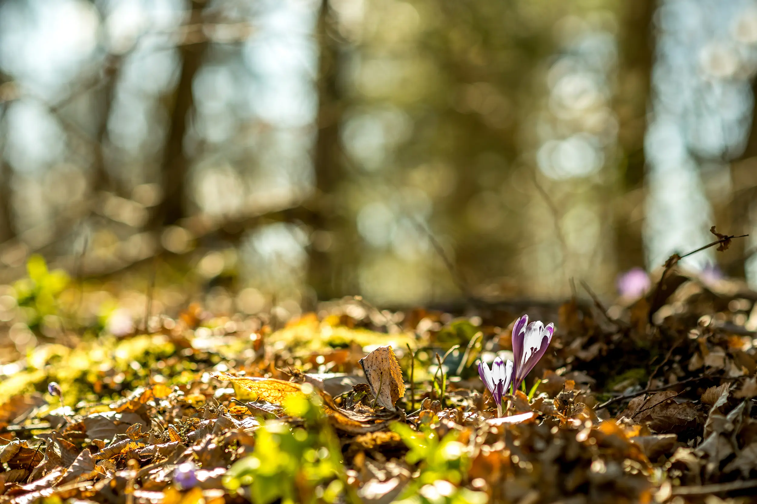 Een close-up van een glooiende, zachte groene moslaag op de bosbodem in het warme zonlicht, symbool voor een zachte rustplaats in de natuur.