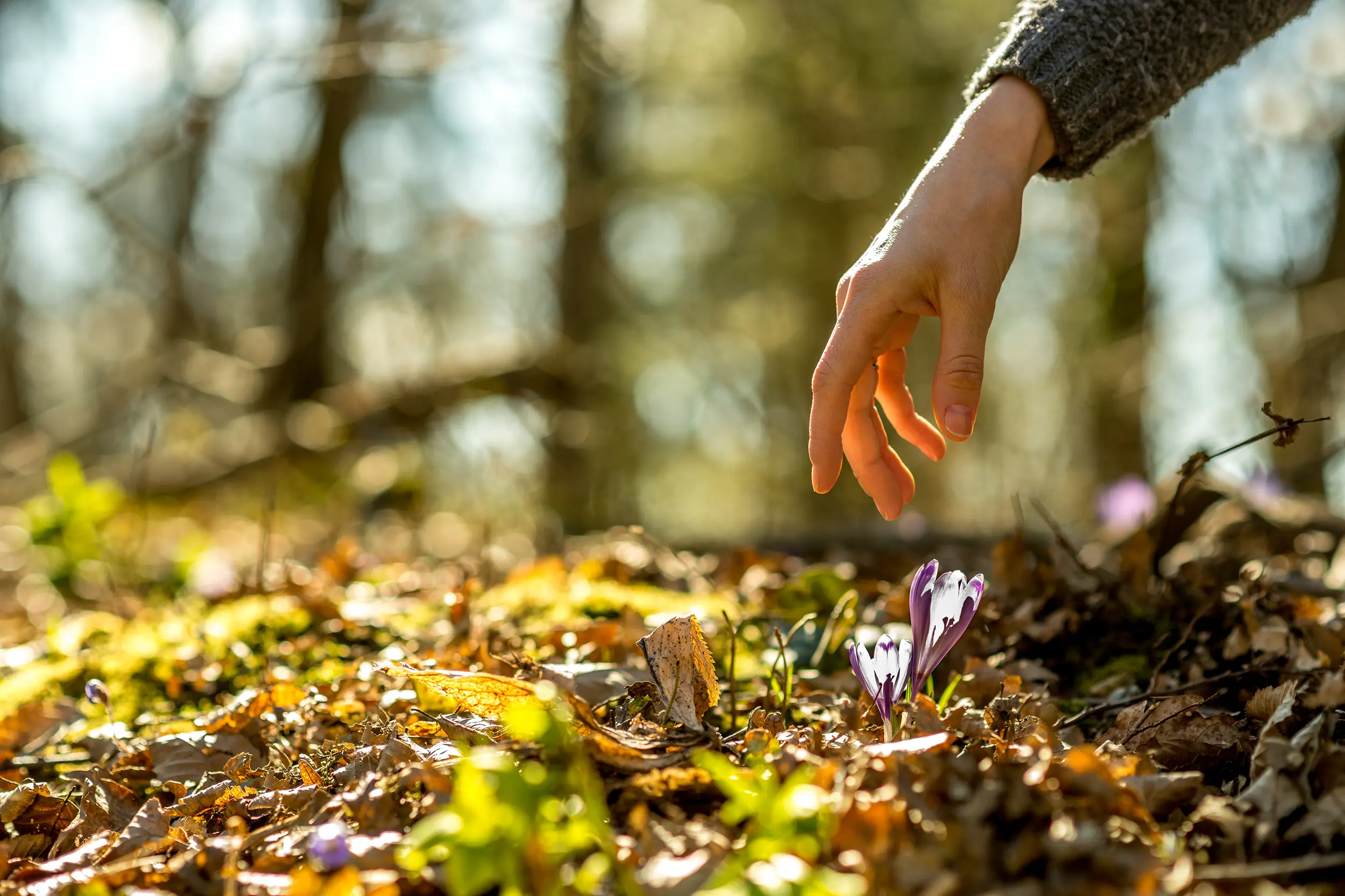 verbinding-met-aarde-hand-bloem-bos Een hand reikt teder naar een paarse krokus op een zonovergoten bosbodem vol herfstbladeren, symbool voor de bewuste verbinding met de natuur.